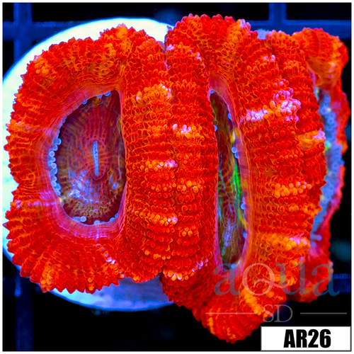 Tiger Striped Acan Lord