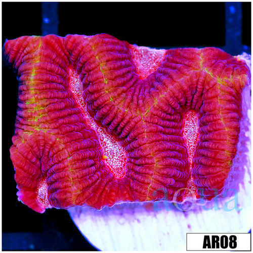 Ultra Platy Favia