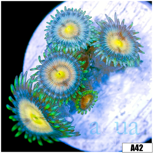 Sunset Zoas