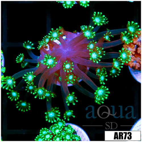 Green Petals Alveopora