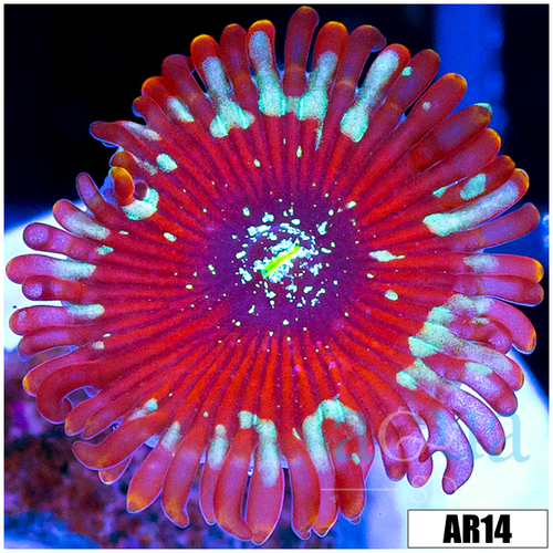 Magician Zoanthids