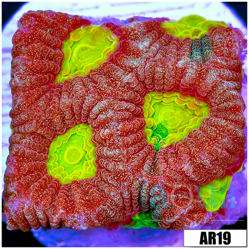 Acid Eyes Favia
