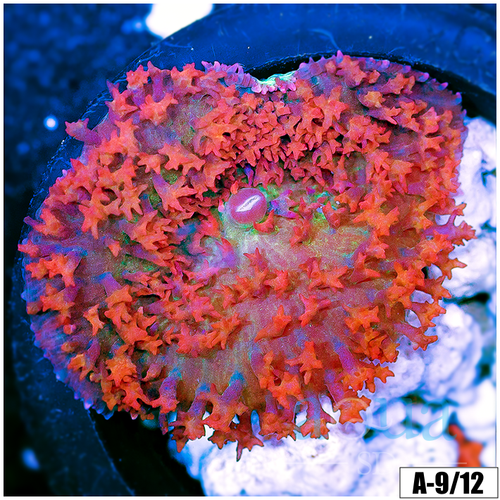 Saint Thomas Mushroom