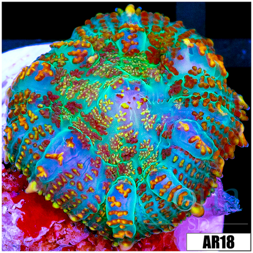 Rainbow Speckled Rhodactis Mushroom