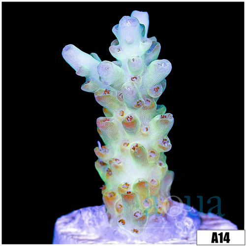 Honey Kiss Acropora
