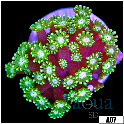 Green Petals Alveopora