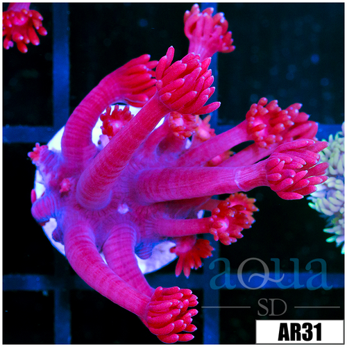 Indo Cultured Red Goniopora