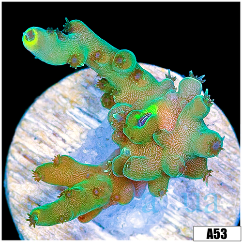 Honeydew Acro