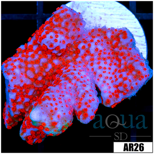 Indo Red Montipora Digitata