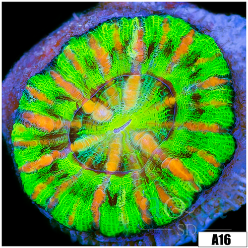 Aussie Green Button Scoly