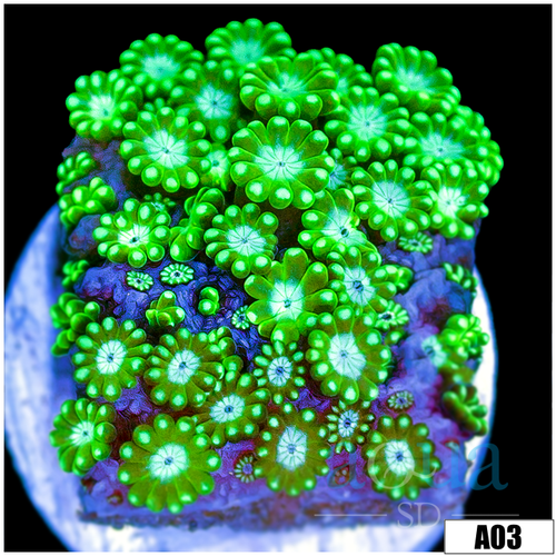 Green Petals Alveopora