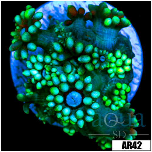 Neon Star Goni
