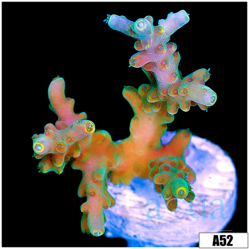 Honeydew Acro