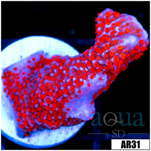 Indo Red Montipora Digitata