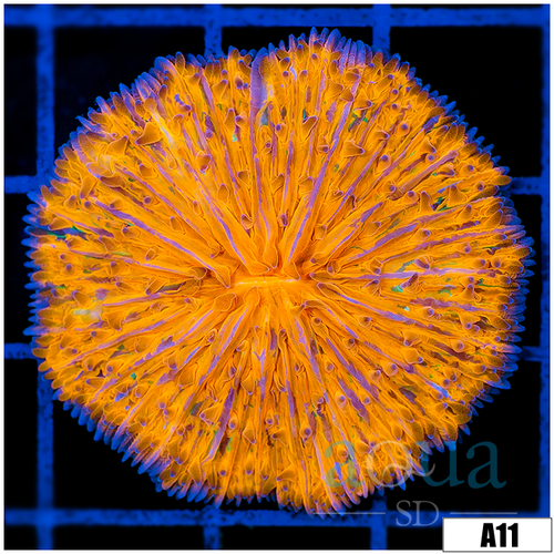 Orenji Eye Plate Coral
