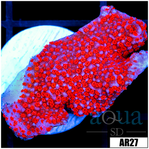 Indo Red Montipora Digitata