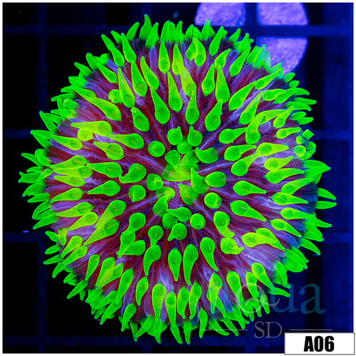 Joker Plate Coral