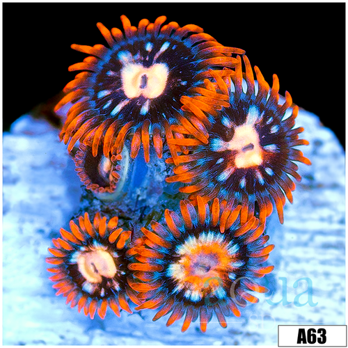 ASD Bangin Flamin Zoas