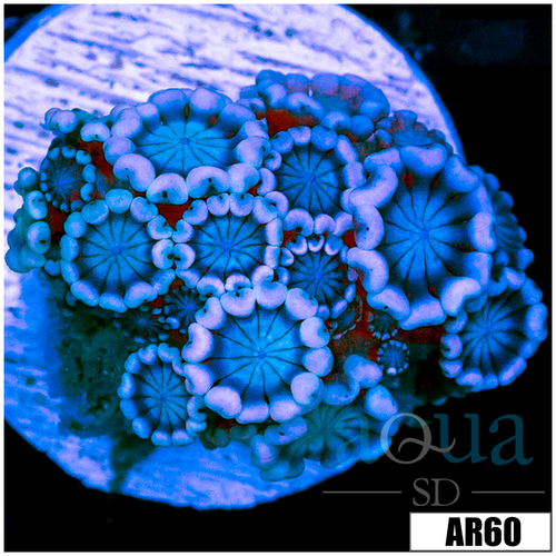 Pink Petals Alveopora