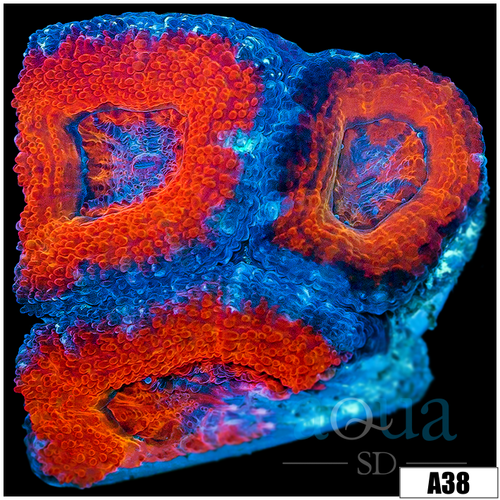 Ultra Red Acan Lord