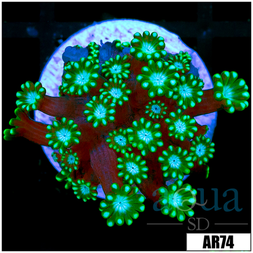 Green Petals Alveopora