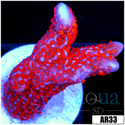 Indo Red Montipora Digitata