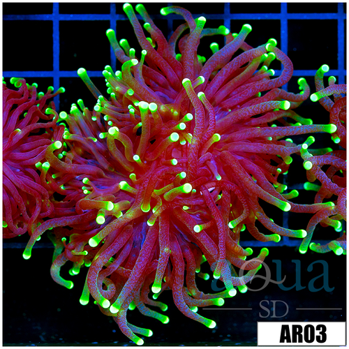 ASD Flashlight Torch