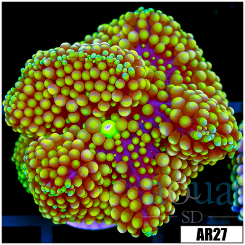 Nuclear Florida Ricordea Mushroom