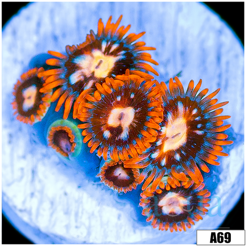ASD Bangin Flamin Zoas