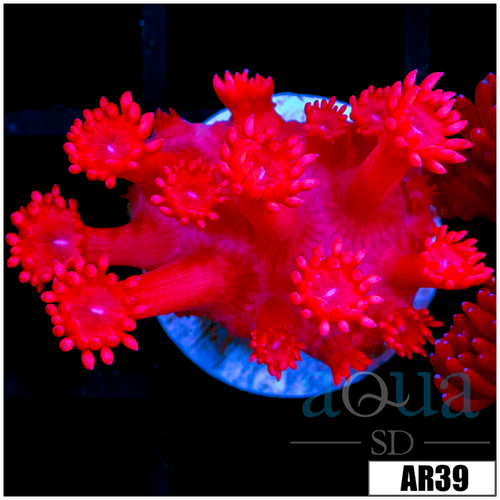 Ultra Red Goni