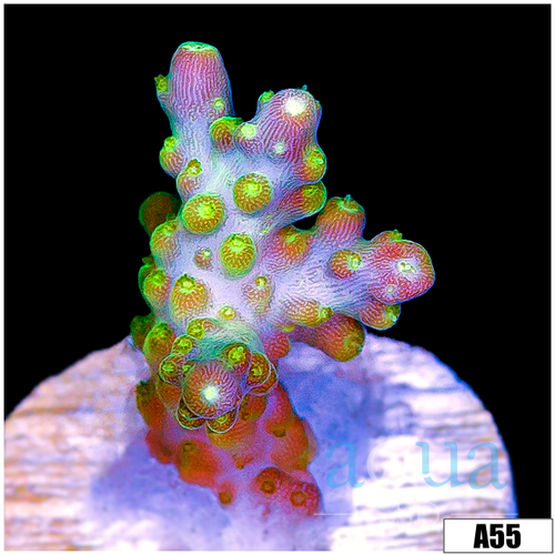 Galaxy Acropora