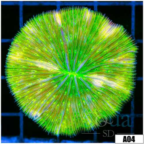 Neon Plate Coral