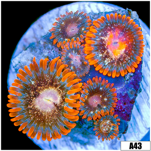 Crimson Galaxy Zoas