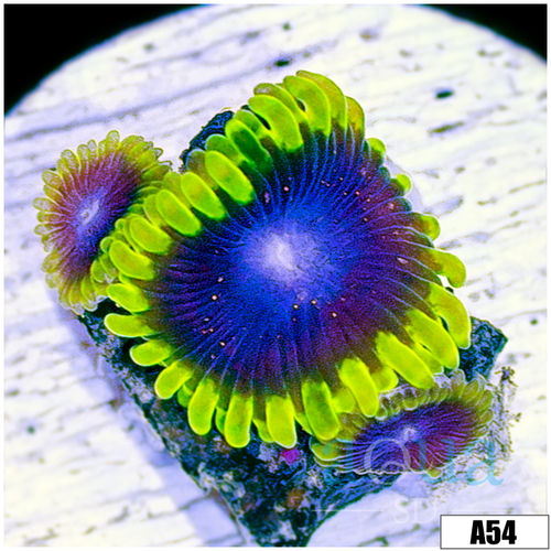 ASD ExoGlobe Zoas