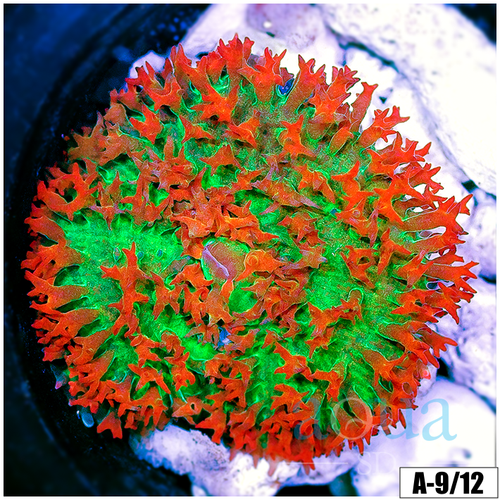 Saint Thomas Mushroom
