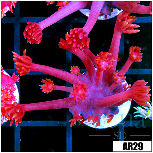Indo Cultured Red Goniopora