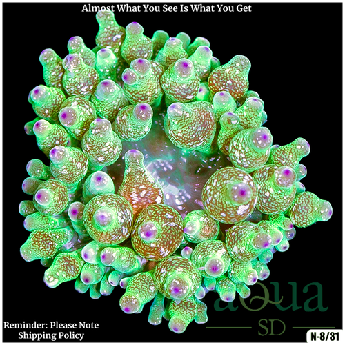 Acid Wash Bubble Tip Anemone