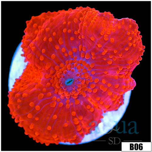 Aussie Deadpool Discosoma Mushroom