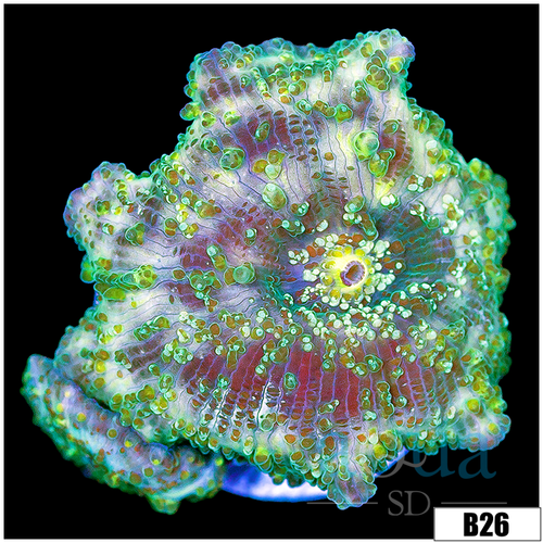 Aussie Camo Discosoma Mushroom