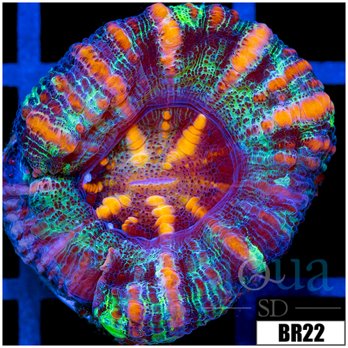 Aussie Tiger Striped Button Scoly
