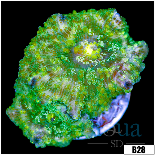 Aussie Camo Discosoma Mushroom