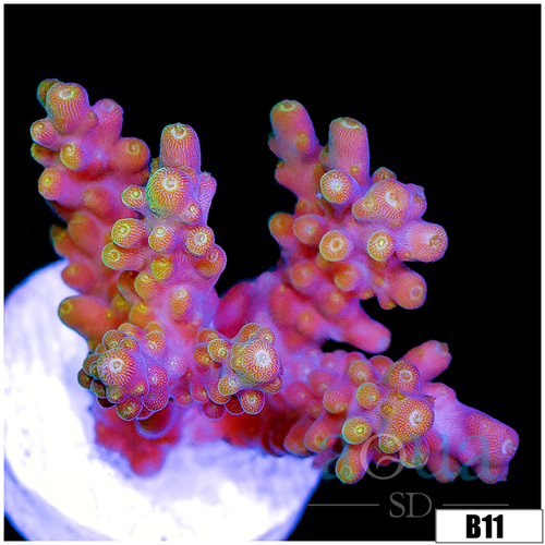 Candlelight Tort Acropora