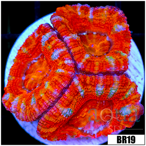 ASD Rainbow Peppermint Acan Lord