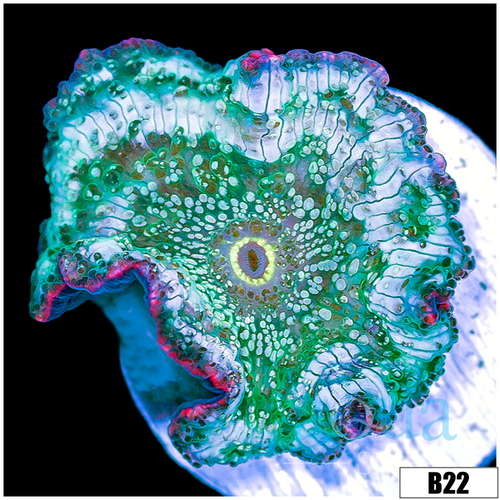 Aussie Camo Discosoma Mushroom