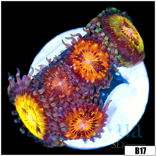 ASD Buttmuncher Zoas
