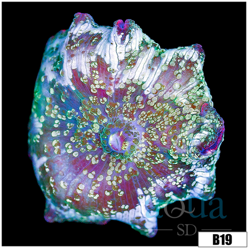 Aussie Camo Discosoma Mushroom