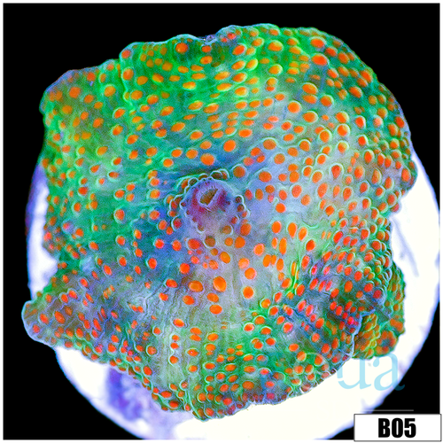 Chicken Pox Discosoma Mushroom
