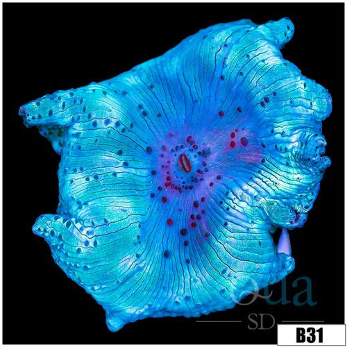 Aussie Blue Man Discosoma Mushroom