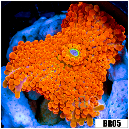 Orange Julious Yuma