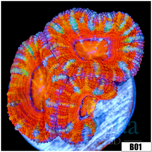 ASD Rainbow Peppermint Acan Lord